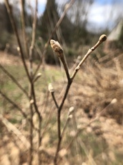 Fothergilla gardenii