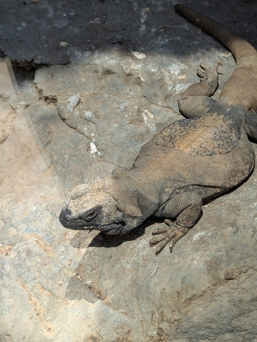 Chuckwalla