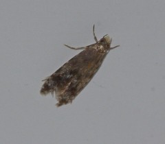 Tineidae clade b