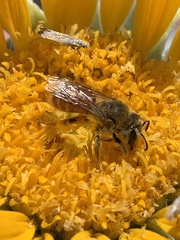 Andrena balsamorhizae