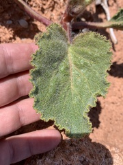 Anulocaulis leiosolenus