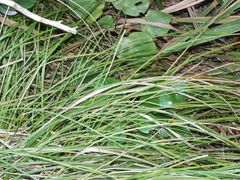 Carex flagellifera
