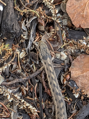 Western Terrestrial Garter Snake observed by parrott-d