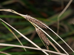 Carex flagellifera