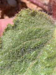 Anulocaulis leiosolenus