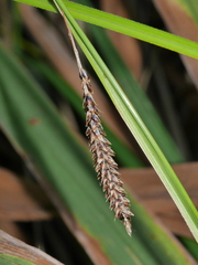 Carex flagellifera