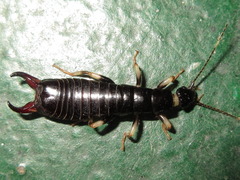 Gonolabis marginalis