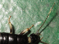 Gonolabis marginalis