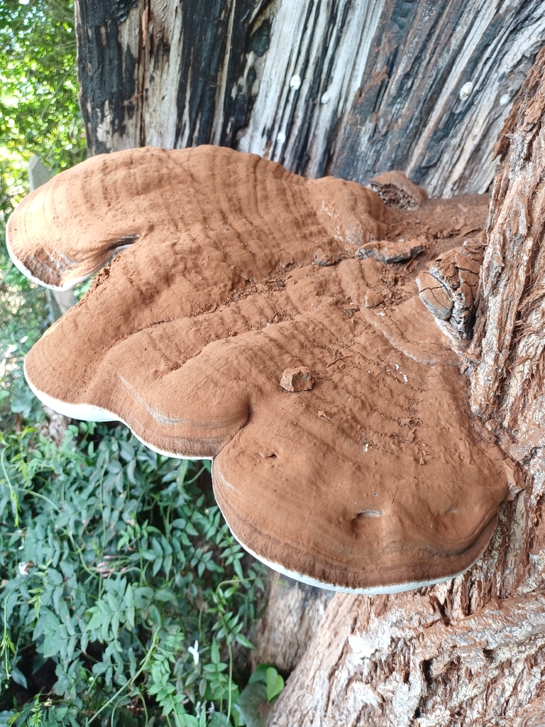 Ganoderma applanatum · May 2026 · photo: © steviakiwi23 (iNaturalist, cc0)