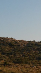 Gazella gazella