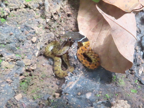 Rhabdophis chrysargos