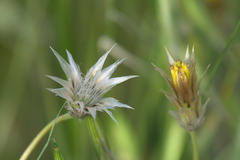 Catananche lutea