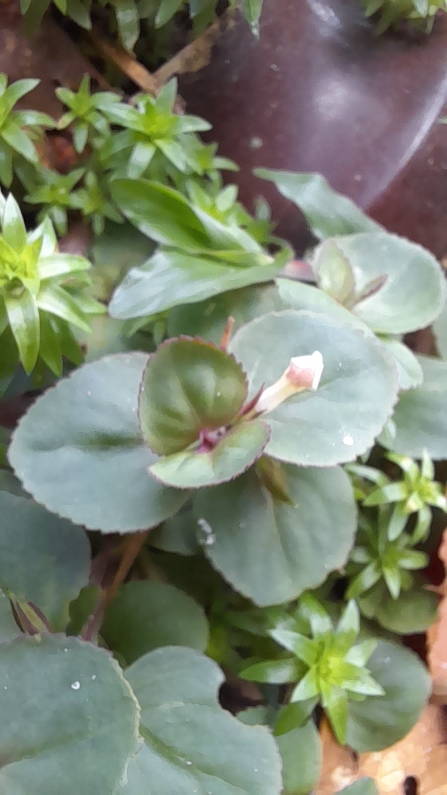 Vandellia diffusa
