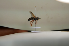Chrysotoxum festivum
