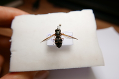 Chrysotoxum festivum