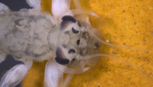 Traverella presidiana