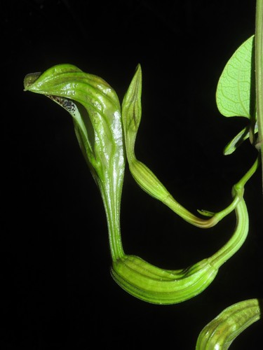 Aristolochia tonduzii