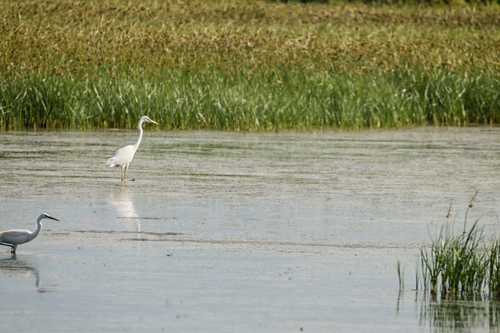 Great Egret