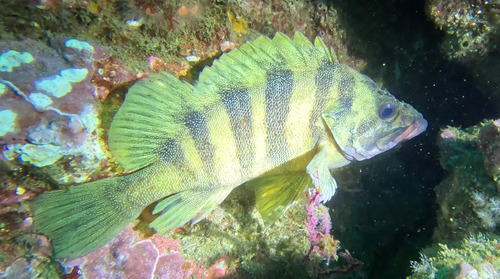 treefish