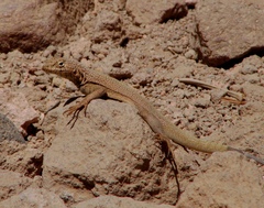 Microlophus theresioides