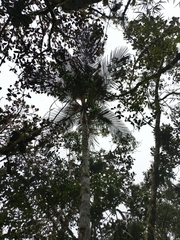 Andean Wax Palm (Ceroxylon parvifrons)