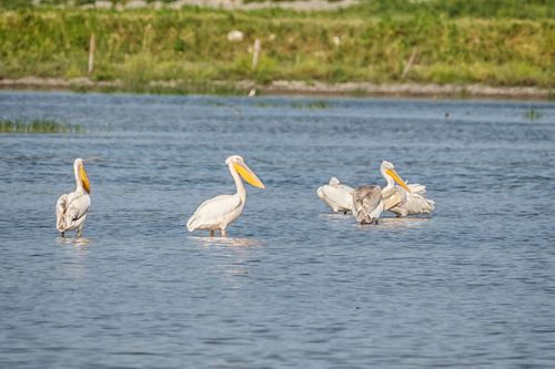 Great White Pelican