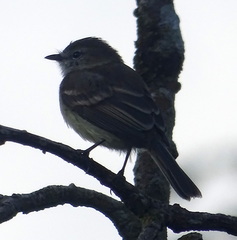 Nesotriccus incomtus