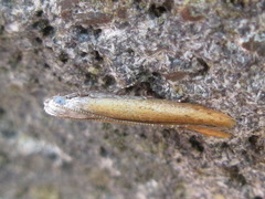 Tischeriidae