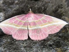 Naganoella timandra
