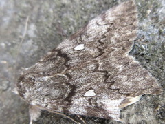 Catocala streckeri