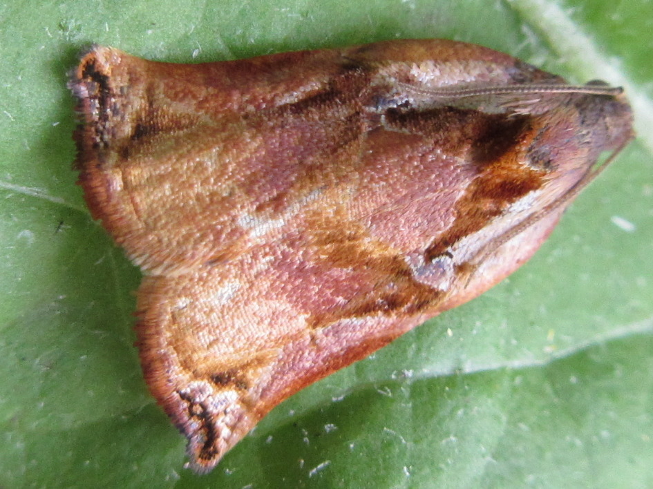 Archips audax
