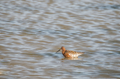 Curlew Sandpiper