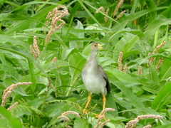 Porphyrio flavirostris