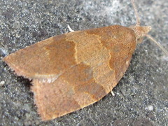 Pandemis cinnamomeana