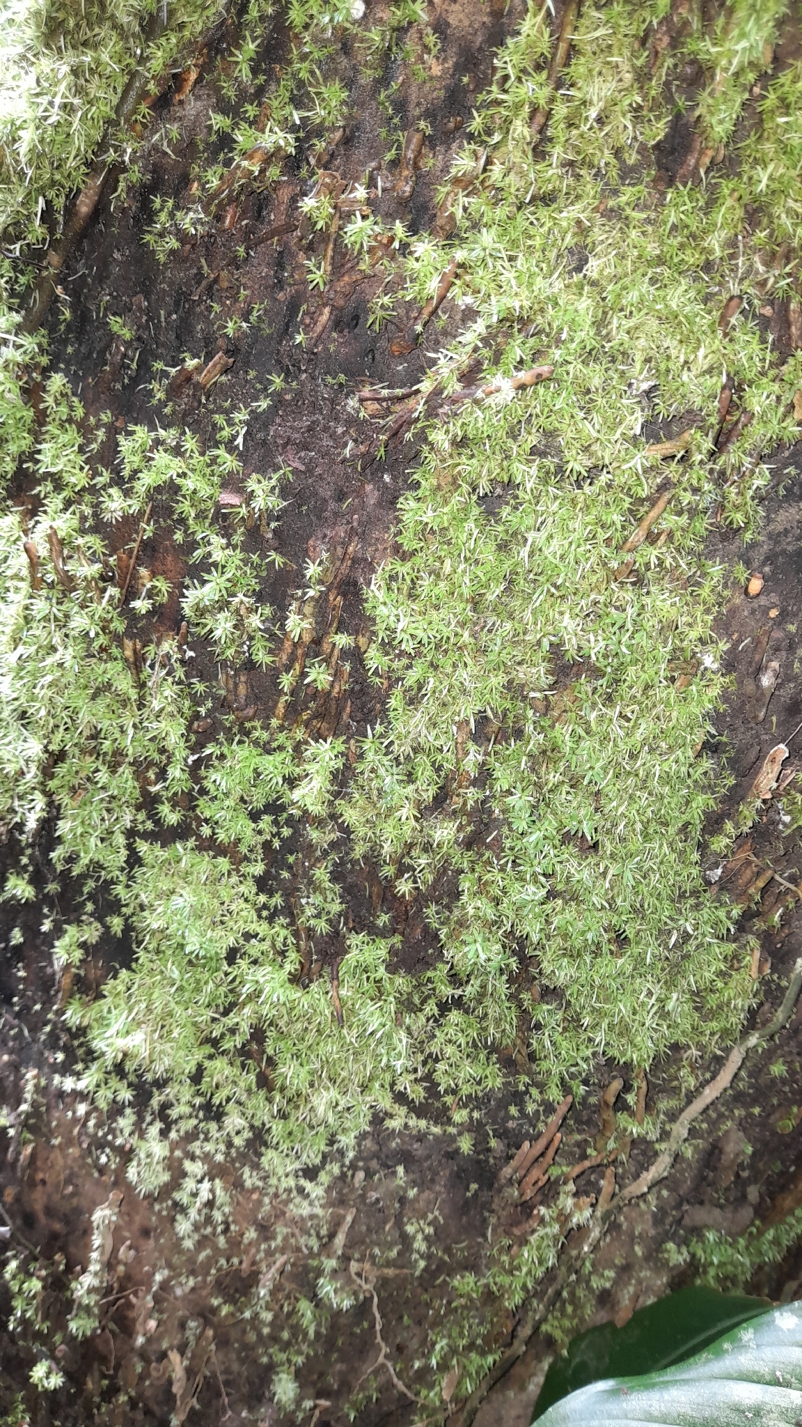 Octoblepharum albidum