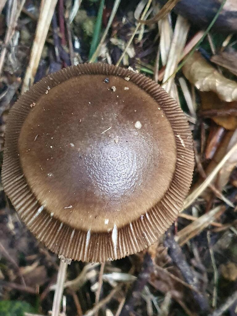 Amanita pekeoides · May 2026 · photo: © rgpowlesland (iNaturalist, cc-by-nc)