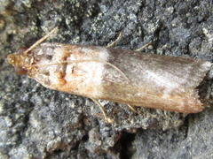 Calguia defiguralis