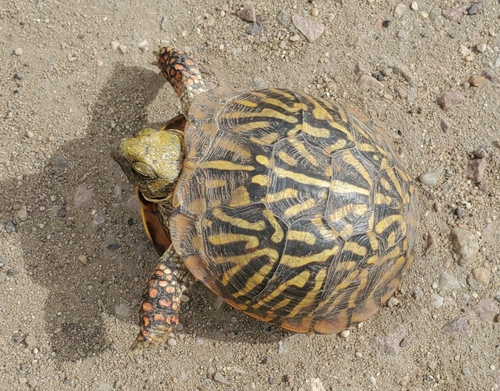 Ornate Box Turtle observed by hr_dragonfly