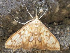 Neoanalthes contortalis