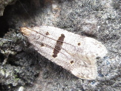 Deltophora fuscomaculata