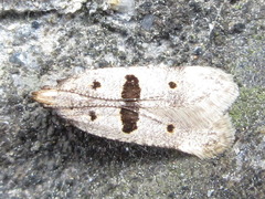 Deltophora fuscomaculata