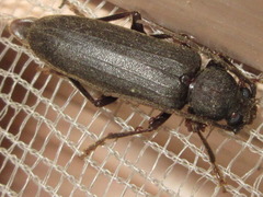 Arhopalus