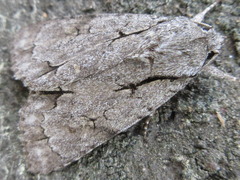 Acronicta intermedia