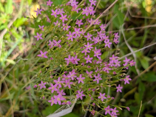 Centaurium erythraea observed 2026-05-10