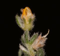 Aspalathus diffusa