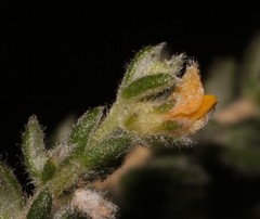 Aspalathus diffusa