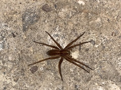 Dolomedes striatus