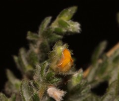 Aspalathus diffusa