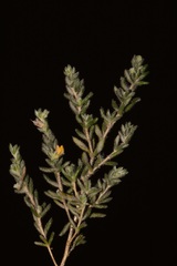 Aspalathus diffusa