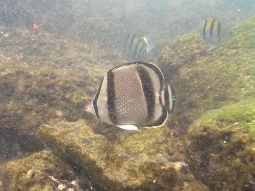 Chaetodon humeralis